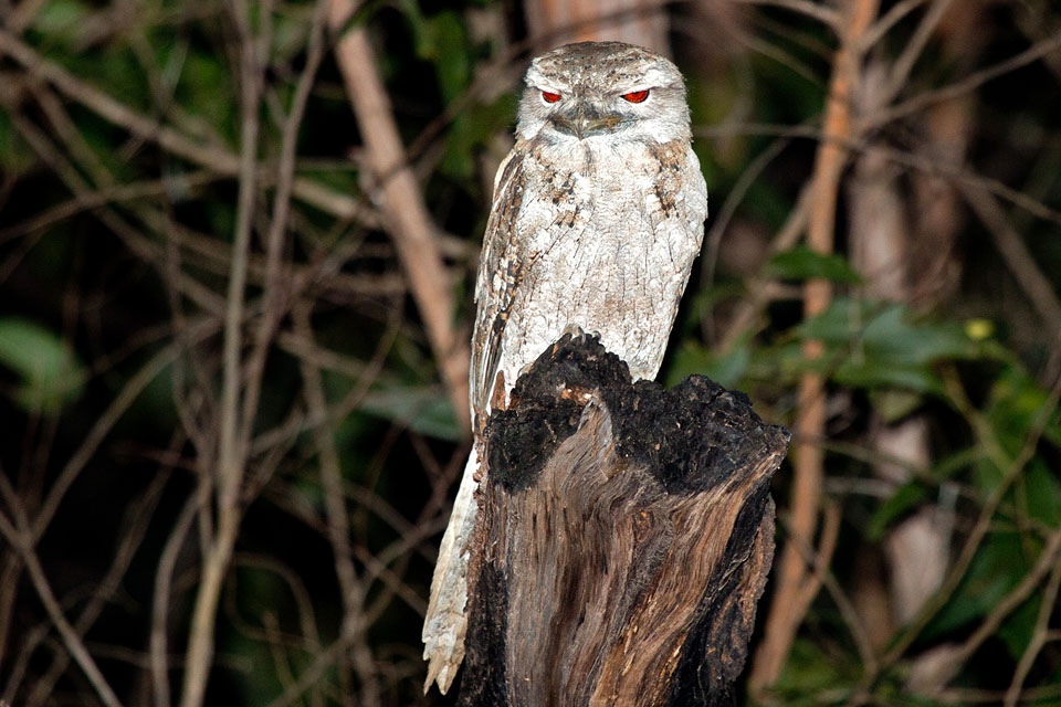 Papuan Frogmouth (Podargus papuensis)